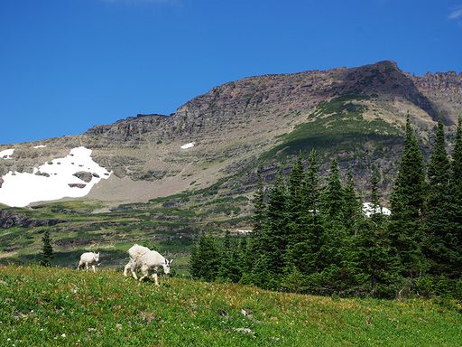 Rocky Mountain goats walking in front of mountains.